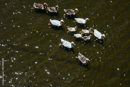 Family of ducks swimming. Aerial view