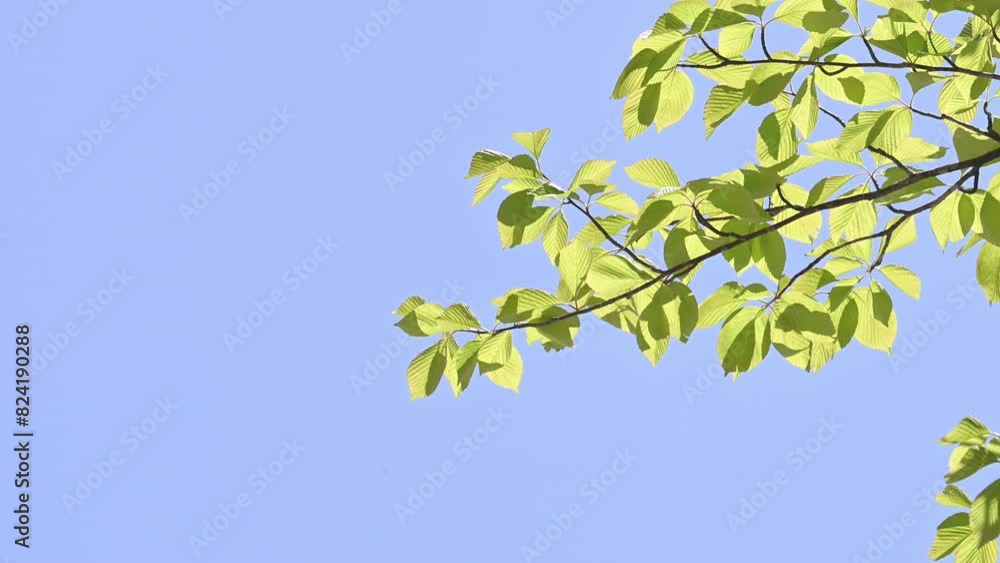 Animation of fresh green leaves shaking in the blue sky close-up Animation of fresh green leaves shaking in the blue sky close-up