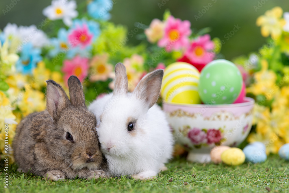 Lovely bunny easter fluffy baby rabbit eating green grass with a basket full of colorful easter eggs on green garden nature with flowers background on warmimg day. Symbol of easter day festival. Lovely bunny easter fluffy baby rabbit eating green grass with a basket full of colorful easter eggs on green garden nature with flowers background on warmimg day. Symbol of easter day festival.