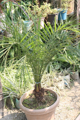 Pygmy date palm on farm