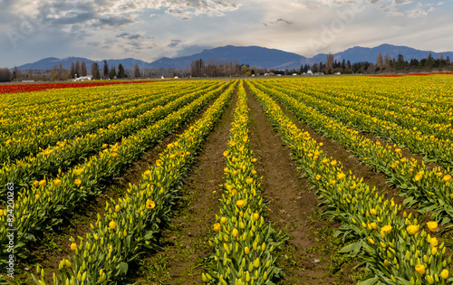 USA, Washington State, Mt. Vernon. Springtime tulips growing in field photo
