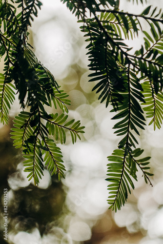 Canvastavla In this close-up shot, a tree branch is prominently featured, covered in a plethora of green leaves