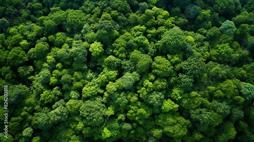 A lush green forest with many trees and a lot of green foliage