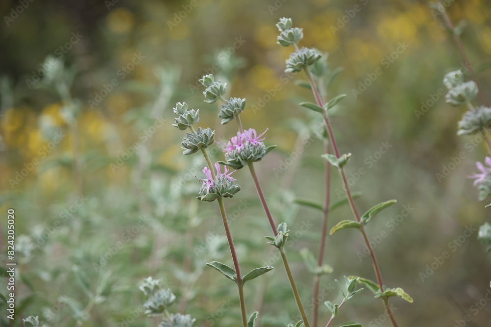 Fototapeta premium wildflowers and green texture landscaping 
