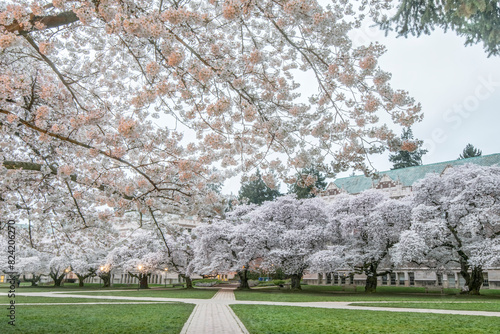 USA, Washington State, Seattle. University of Washington Quad at dawn. (Editorial Use Only) photo