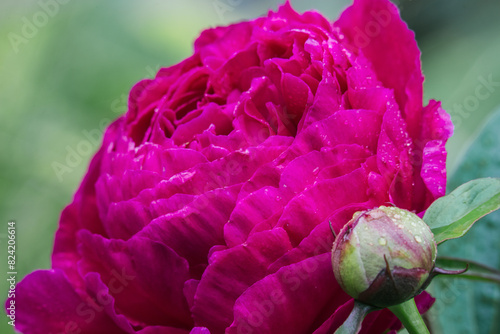 USA, Washington State, Bellevue, Peony photo