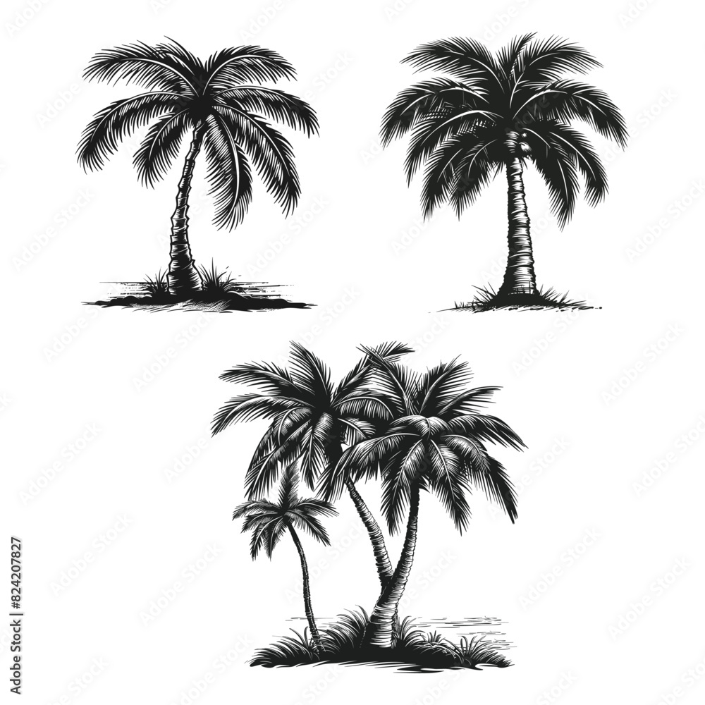 Palm trees set silhouette on white background isolated vector Palm trees set silhouette on white background isolated vector