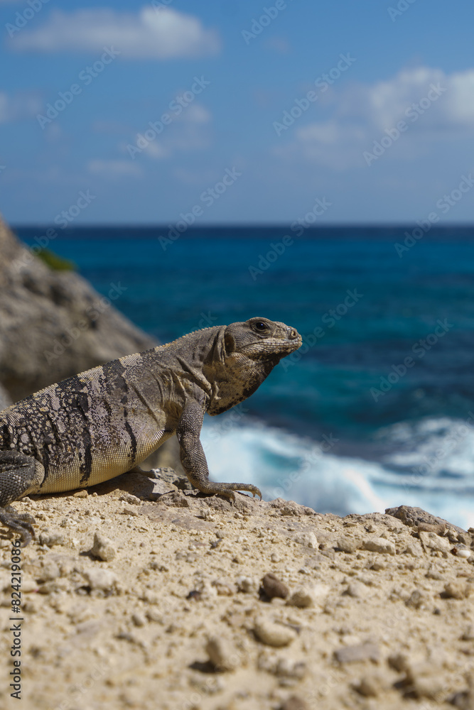 Obraz premium Caribbean iguana portrait on the rocks during the day