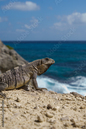 Caribbean iguana portrait on the rocks during the day © damianalmua