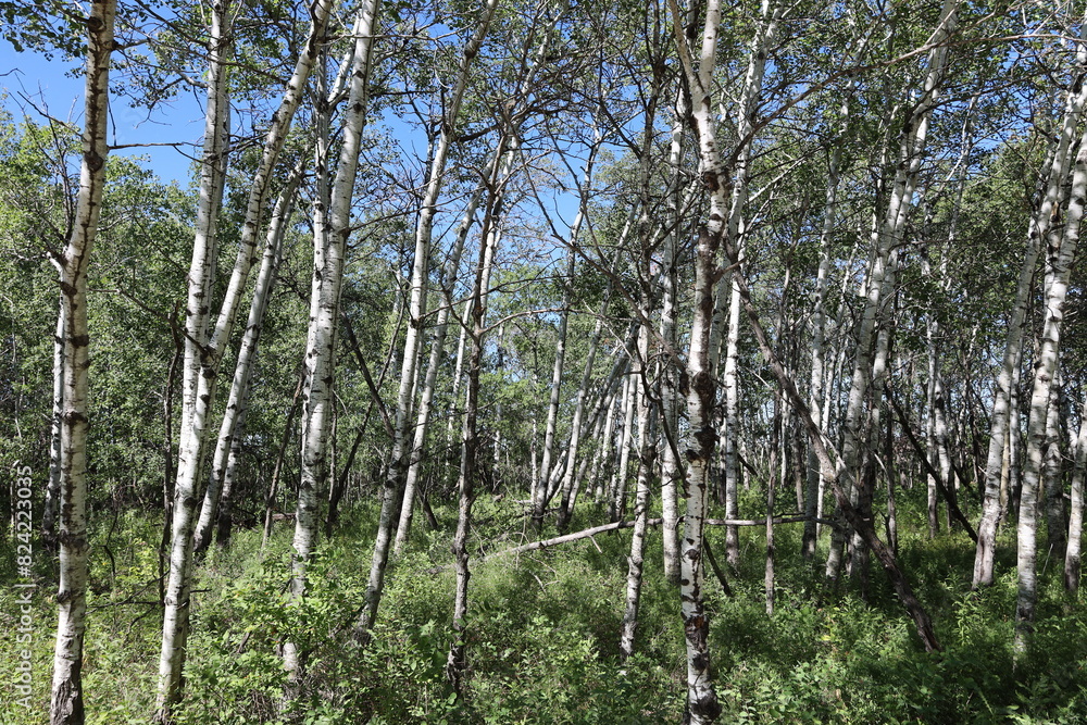 Fototapeta premium fallen tree in aspen birch boreal forest