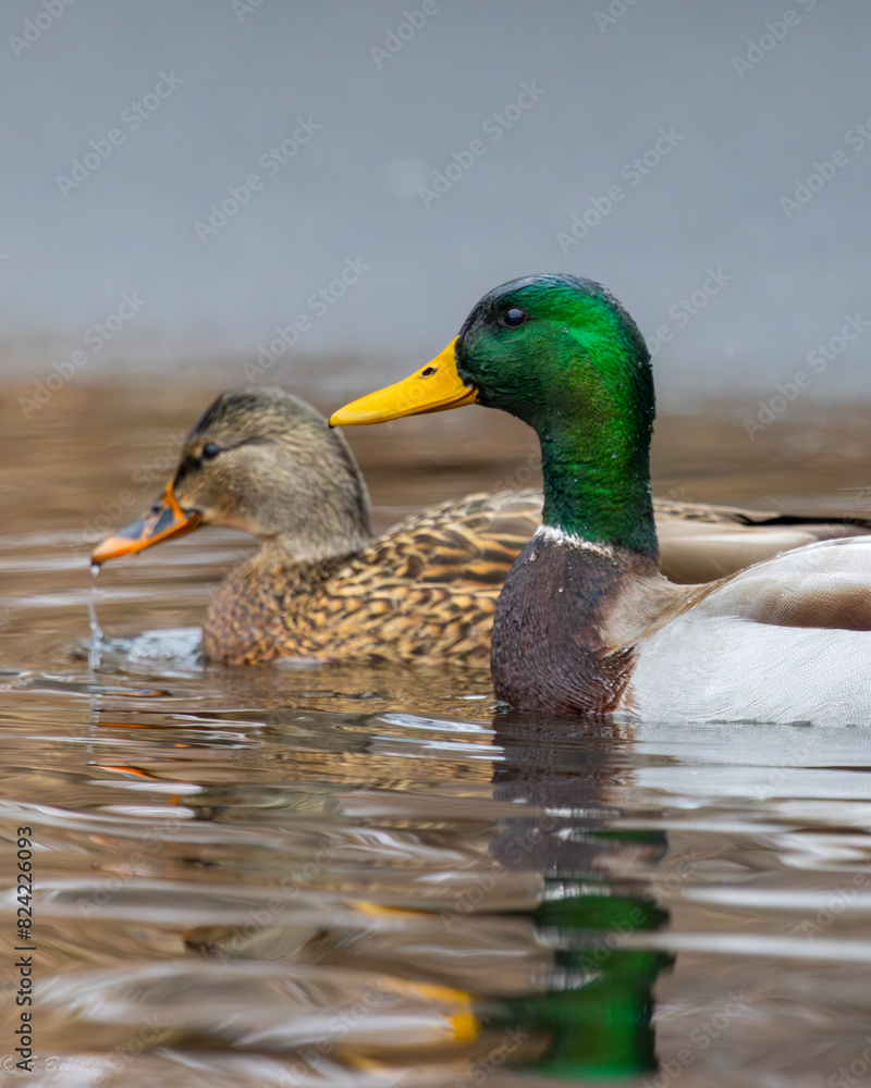 Fototapeta premium Canard sur l'eau