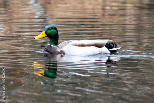 Canard Colvert
