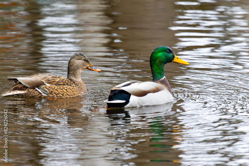 Colvert sur l'eau