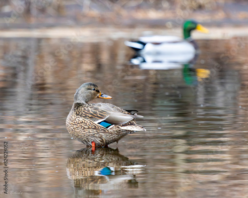 canard femelle