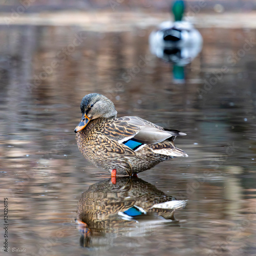 Canard sur l'eau