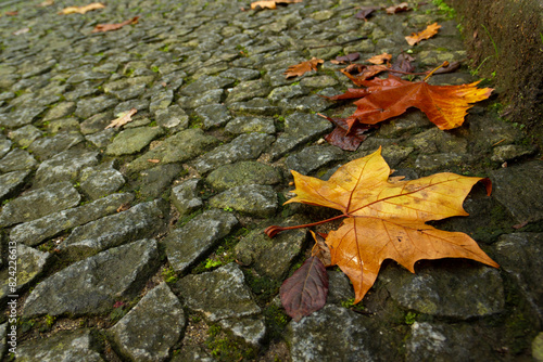 maple leaf fallen on the ground with texture