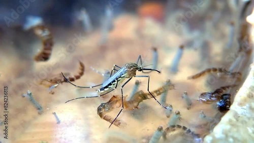 Mosquitoes lay eggs on water. Mosquito larvae hatch and reproduce photo