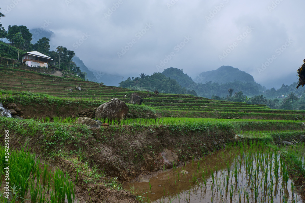 Fototapeta premium Agrarian Artistry: Beautiful Terraced Rice Fields in Rural Areas