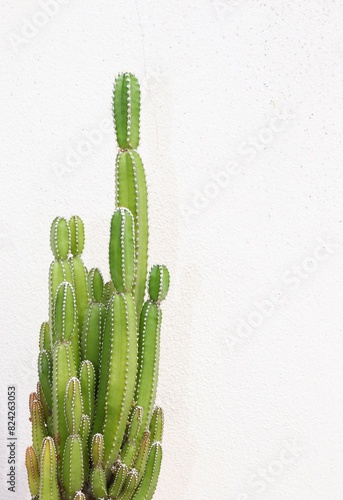 Greenfinger, fairy castle, fairytale castle, cactus, succulent plants