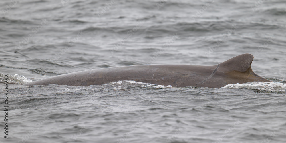 Obraz premium Baird's Beaked Whale