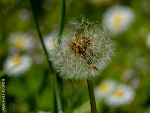 dandelion seeds in the wind © Marina