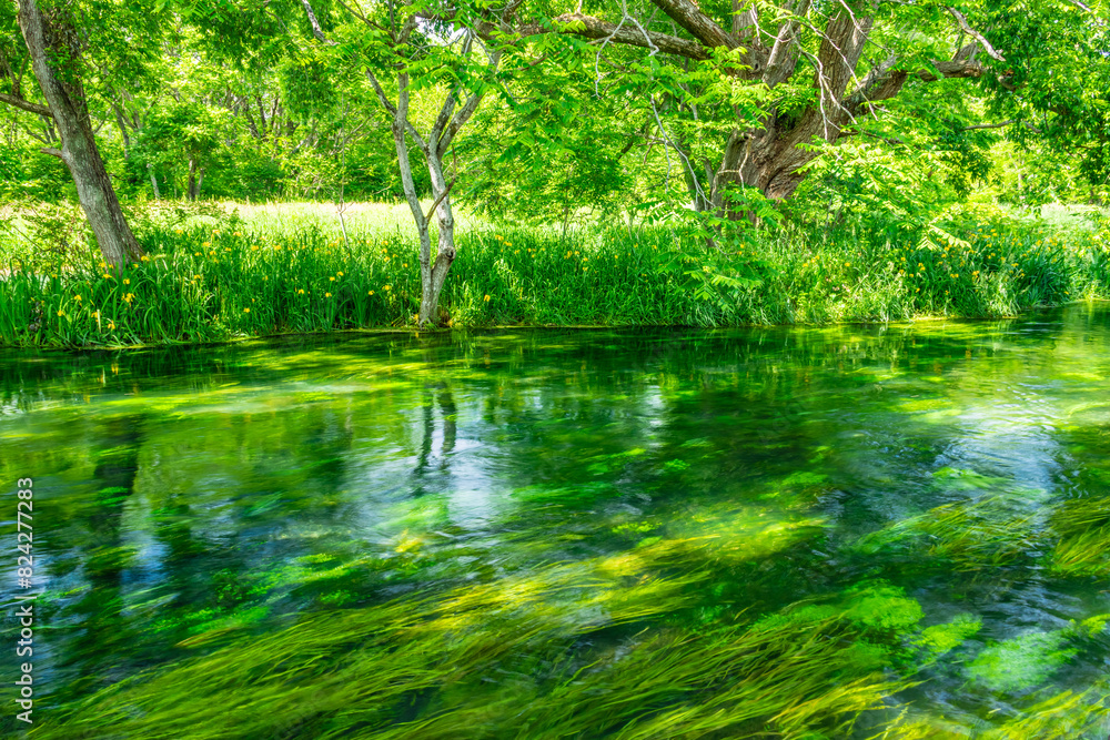 Obraz premium river in the forest