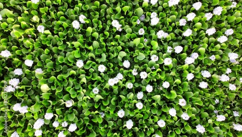 Aerial Drone View Of Pontederia crassipes (formerly Eichhornia crassipes), commonly known as common water hyacinth, is an aquatic plant native to South America, naturalized throughout the world, 4k photo