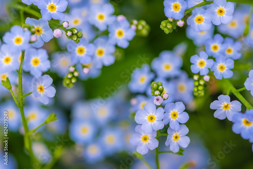 forget me not flowers