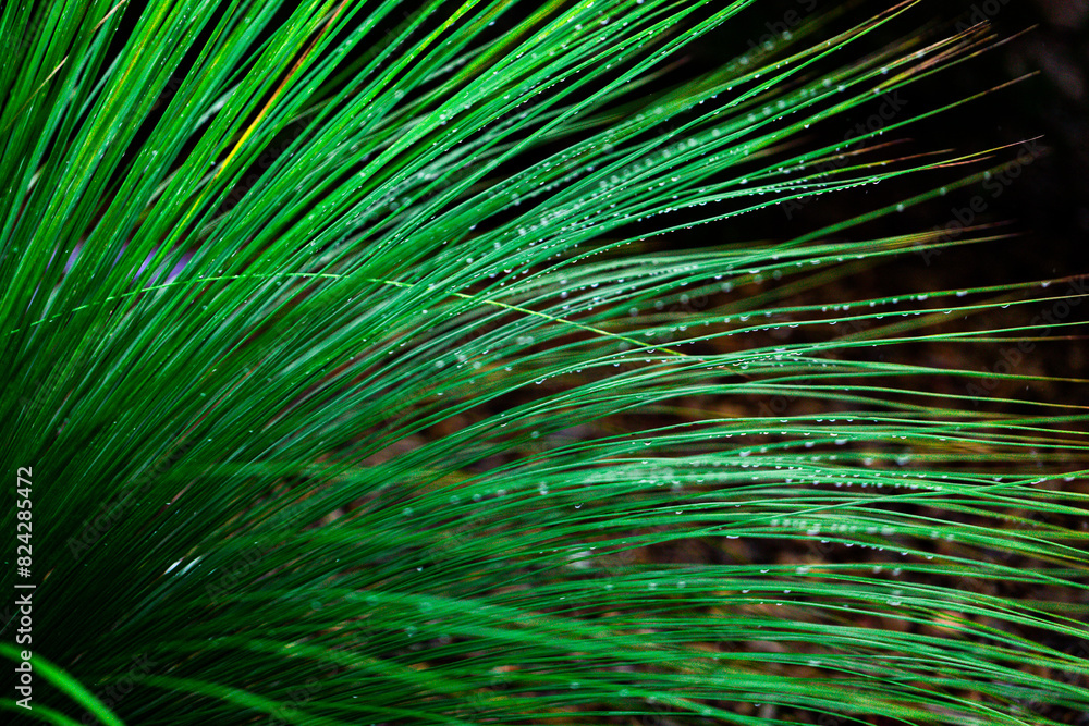 Obraz premium grass in the rain