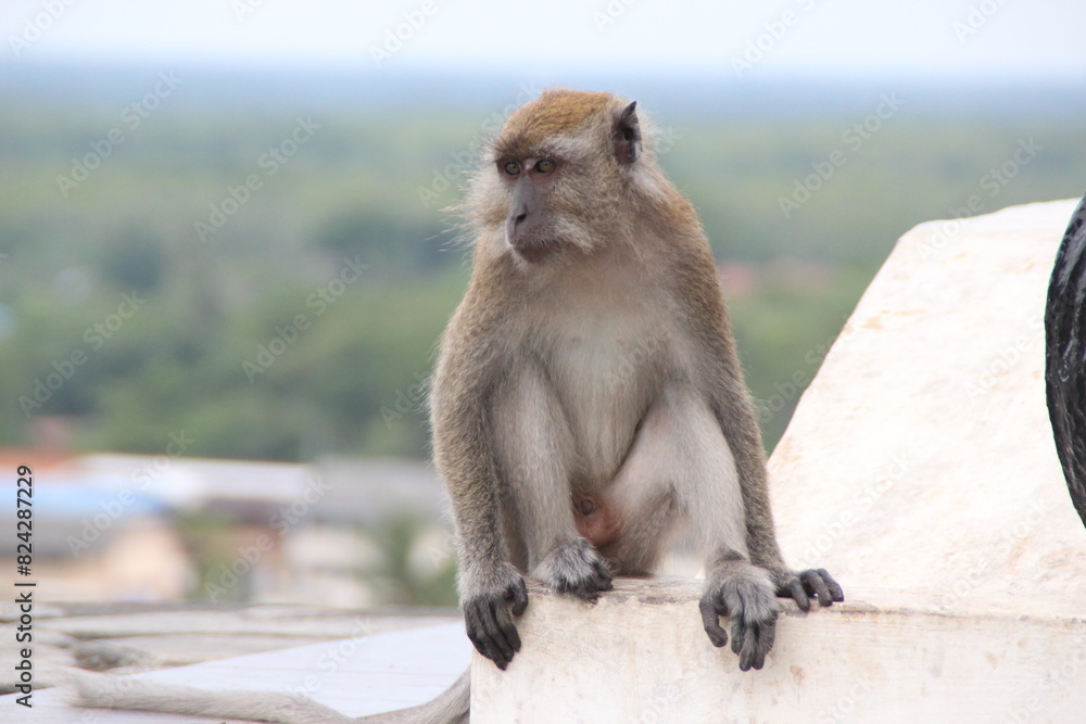 Fototapeta premium Macaque family playing in the wild