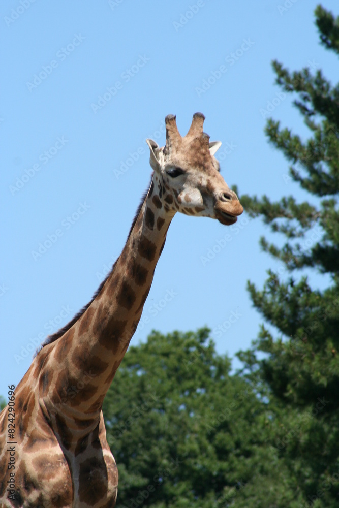 Naklejka premium giraffe in the zoo