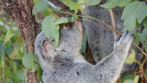 Koala Climbing and Eating Leaves photo