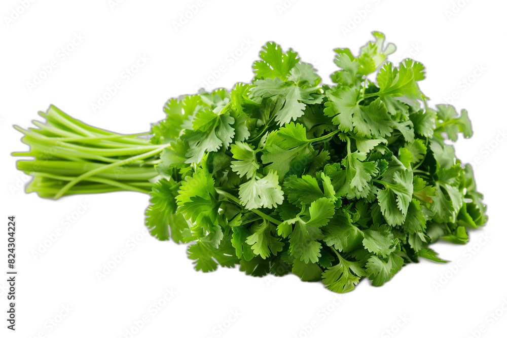 coriander on transparent background, the concept of Food ingredients, vegetable, cooking, organic, healthy, fresh coriander on transparent background, the concept of Food ingredients, vegetable, cooking, organic, healthy, fresh