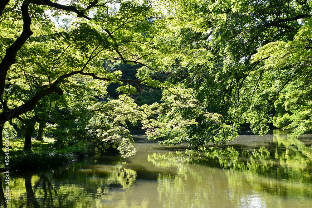 美しい新緑と池のある風景