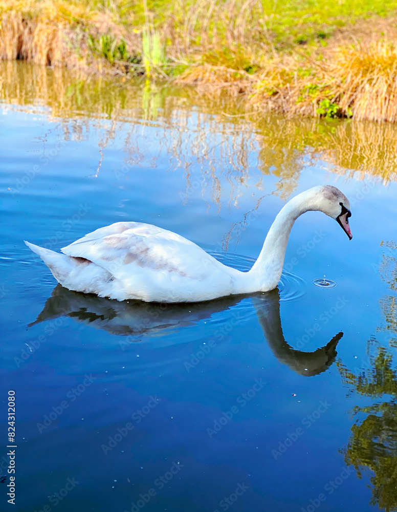 Fototapeta premium Beautiful Swan on Lake 