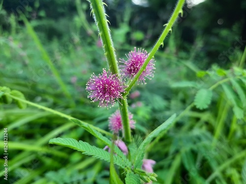 flower Mimosa diplotricha, Giant Sensitive Plant Micro Photography photo