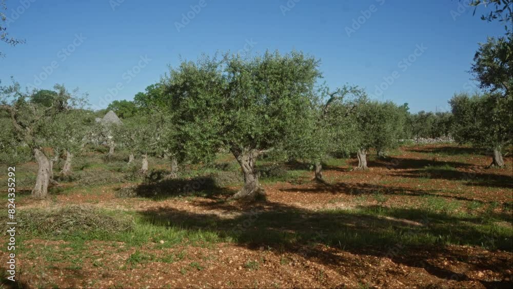 Olive trees in an italian orchard with blue skies, located in the puglia region of southern italy, show the beauty of mediterranean agriculture. Olive trees in an italian orchard with blue skies, located in the puglia region of southern italy, show the beauty of mediterranean agriculture.