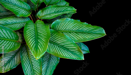 Calathea ornata leaves (Pin-stripe Calathea) The tropical foliage isolated on black background with clipping path
