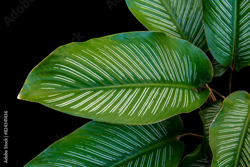 Tropical green leaves of pin stripe calathea (Calathea ornata) houseplant isolated on black background with clipping path