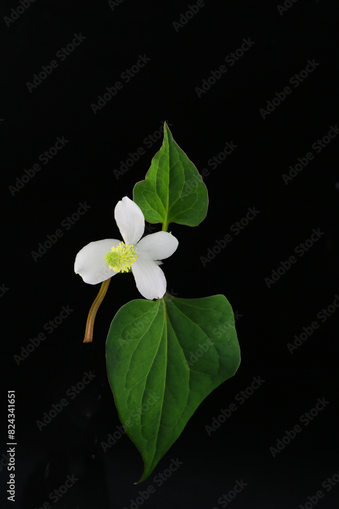 Fototapeta premium flowers of houttuynia on a dark background
