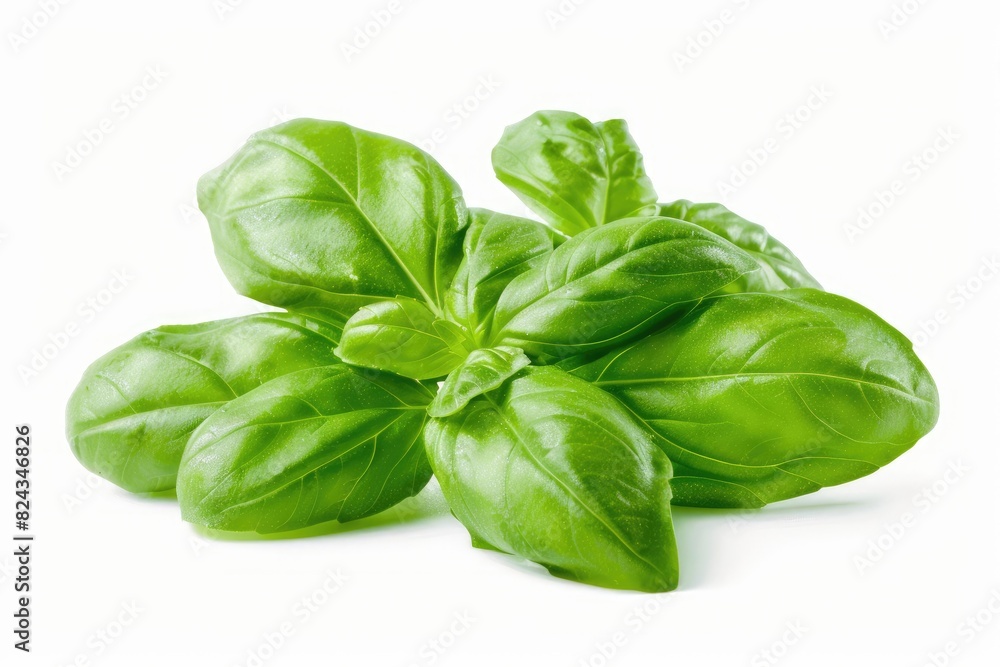 Fresh basil leaves with vibrant green color isolated on white background Fresh basil leaves with vibrant green color isolated on white background