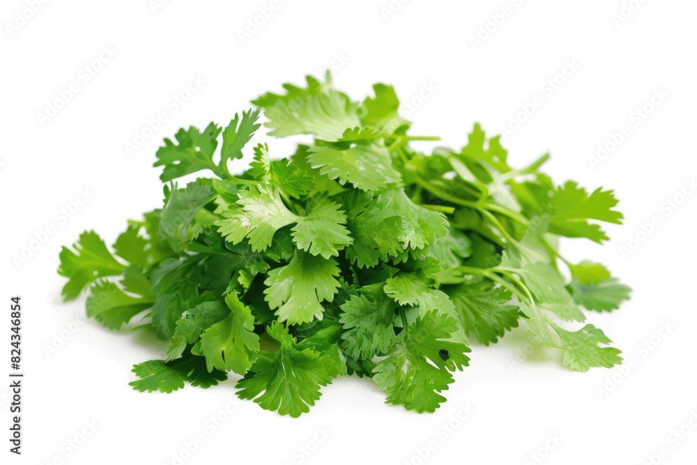 Fresh cilantro with lush green leaves isolated on white background Fresh cilantro with lush green leaves isolated on white background