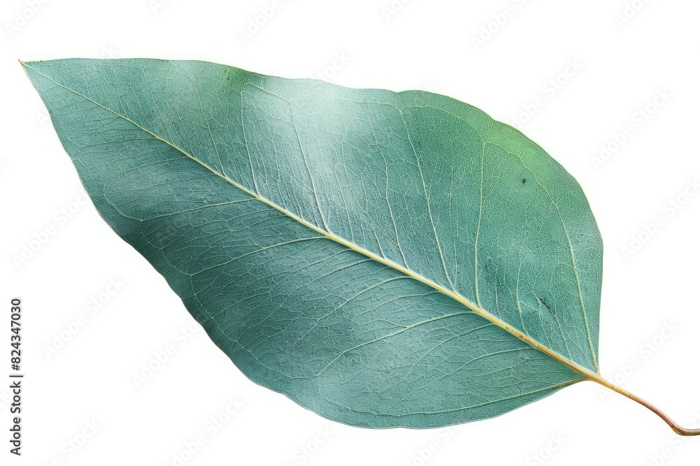 Fototapeta premium Single eucalyptus leaf with a bluish-green hue isolated on white background