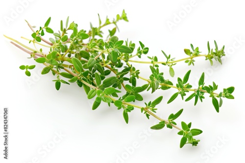 Single sprig of thyme with small green leaves isolated on white background photo