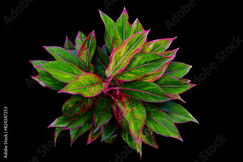 Top View Red Aglaonema foliage popular for decoration in the living room isolated on black background with clipping path