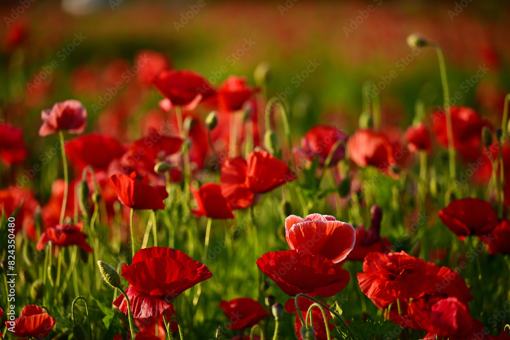 Obraz premium ポピー