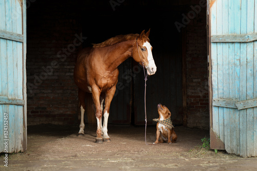 A tranquil encounter unfolds as a chestnut horse with a white blaze curiously observes a Staffordshire Bull Terrier dog in a speckled coat, framed by the open blue doors of a rustic barn