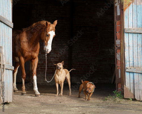 In the stable doorway  a horse stands beside a Thai Ridgeback and a Staffordshire Bull Terrier dogs. The rustic barn setting highlights the trio relaxed farm life camaraderie