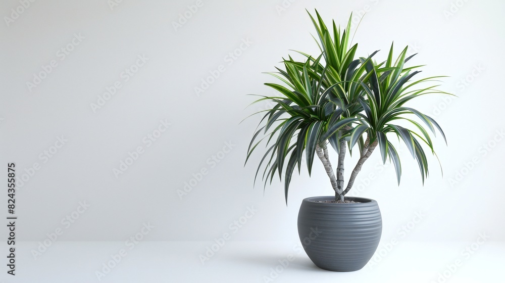 Elegant Dracaena Ambiance: Dracaena in grey pot against white backdrop adds indoor elegance. Elegant Dracaena Ambiance: Dracaena in grey pot against white backdrop adds indoor elegance.