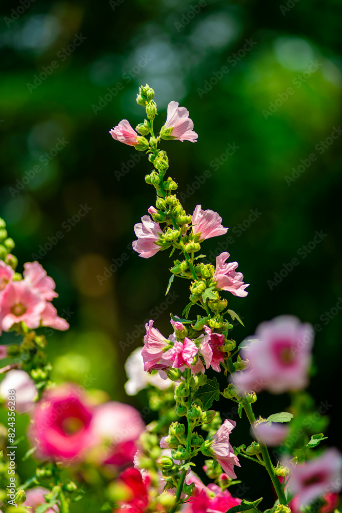 Hollyhock flower lovely tender with nice bokeh or blur background Hollyhock flower lovely tender with nice bokeh or blur background